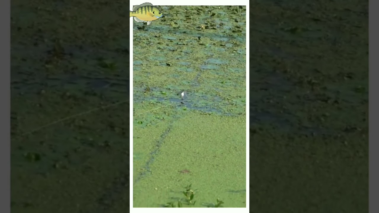 How To The Attack Snake Head Fish In The Frog Lure // Fishing Tips