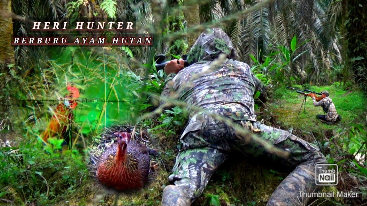 berburu ayam hutan dan jumpa banyak anakan ayam hutan yg baru menetas