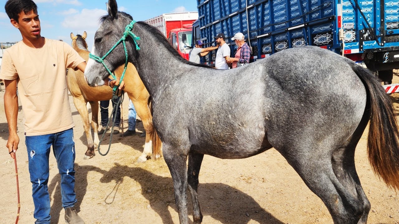 FEIRA DE CAVALOS EM CARUARU-PE  10-12-2024 #nordeste