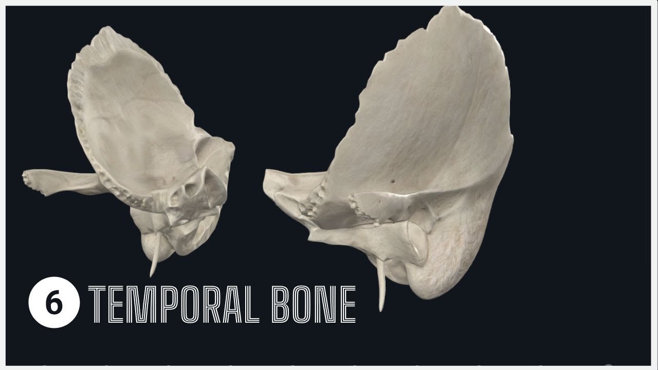 Temporal Bone: Secrets of the Skull (2024) 