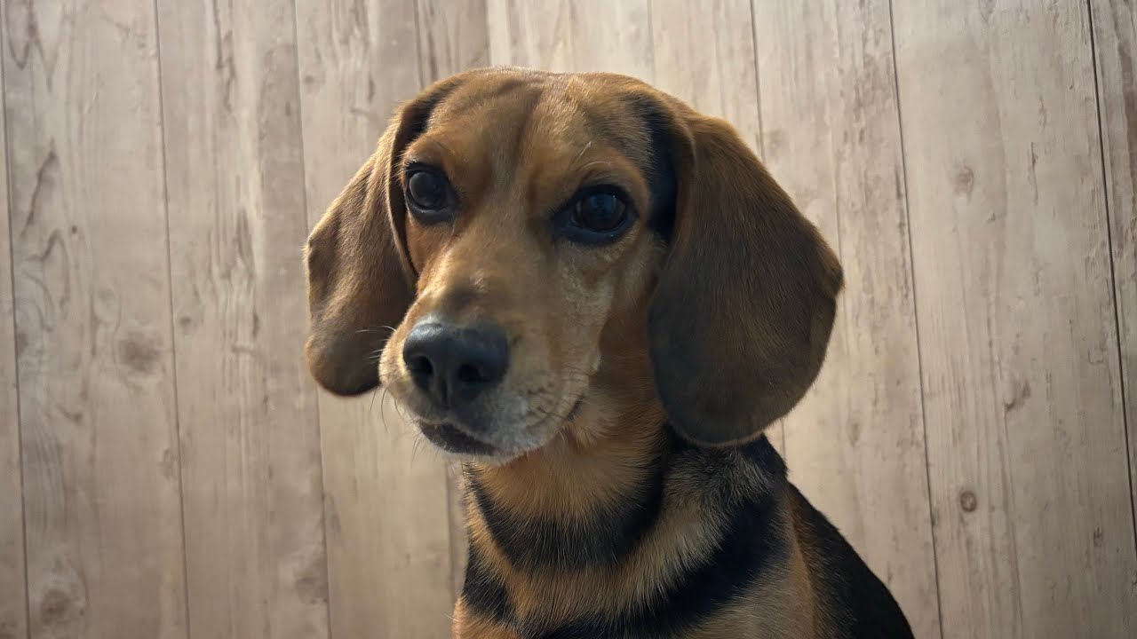 モンブランくん