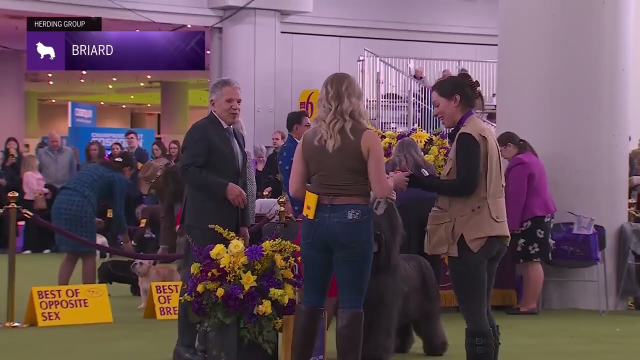 Briards | Breed Judging 2026