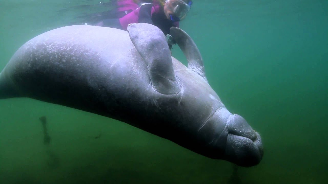 Sirenia - The Mystique of the Manatees