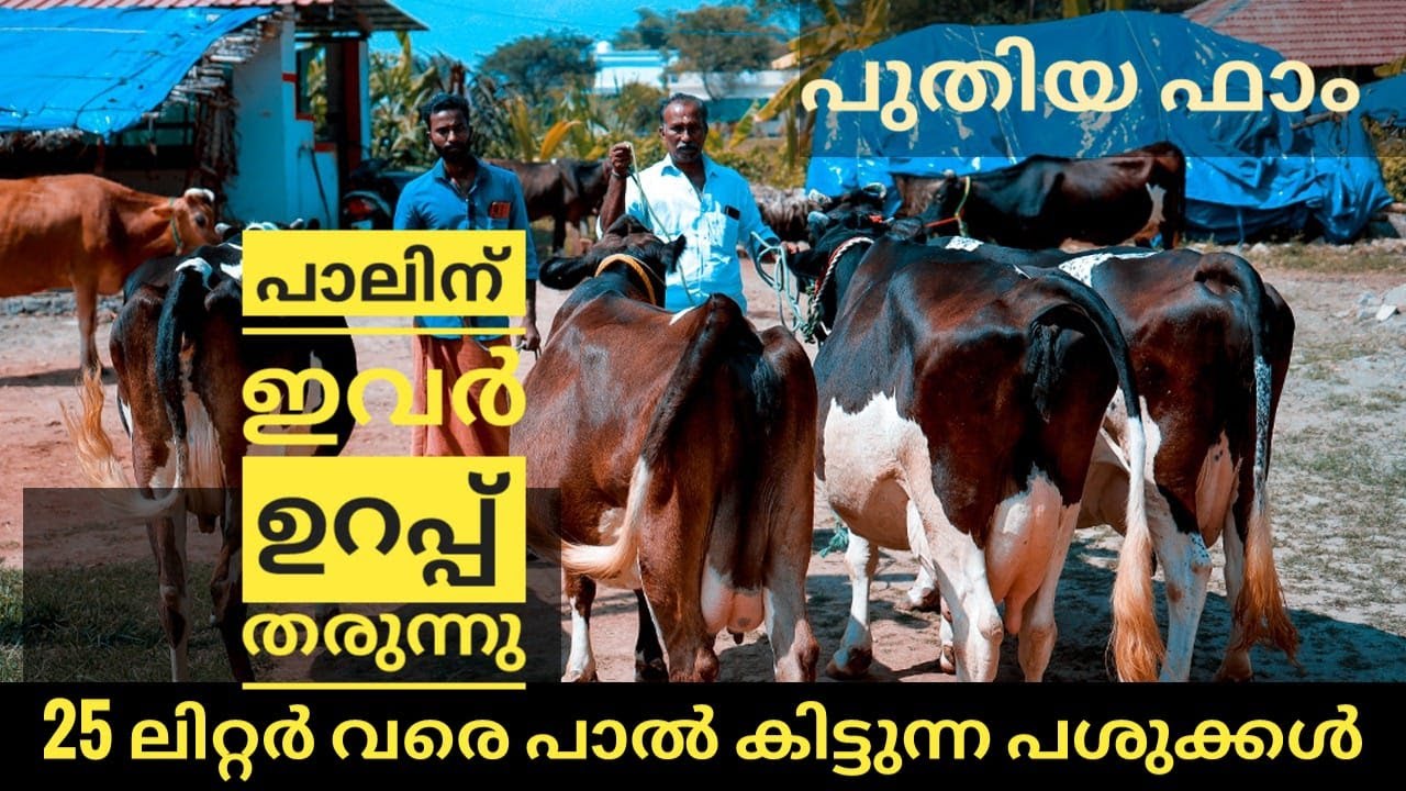 ഈ ഫാർമിലെ പശുക്കൾക്കു പാലിന് ഇവർ ഉറപ്പ് തരും ! 