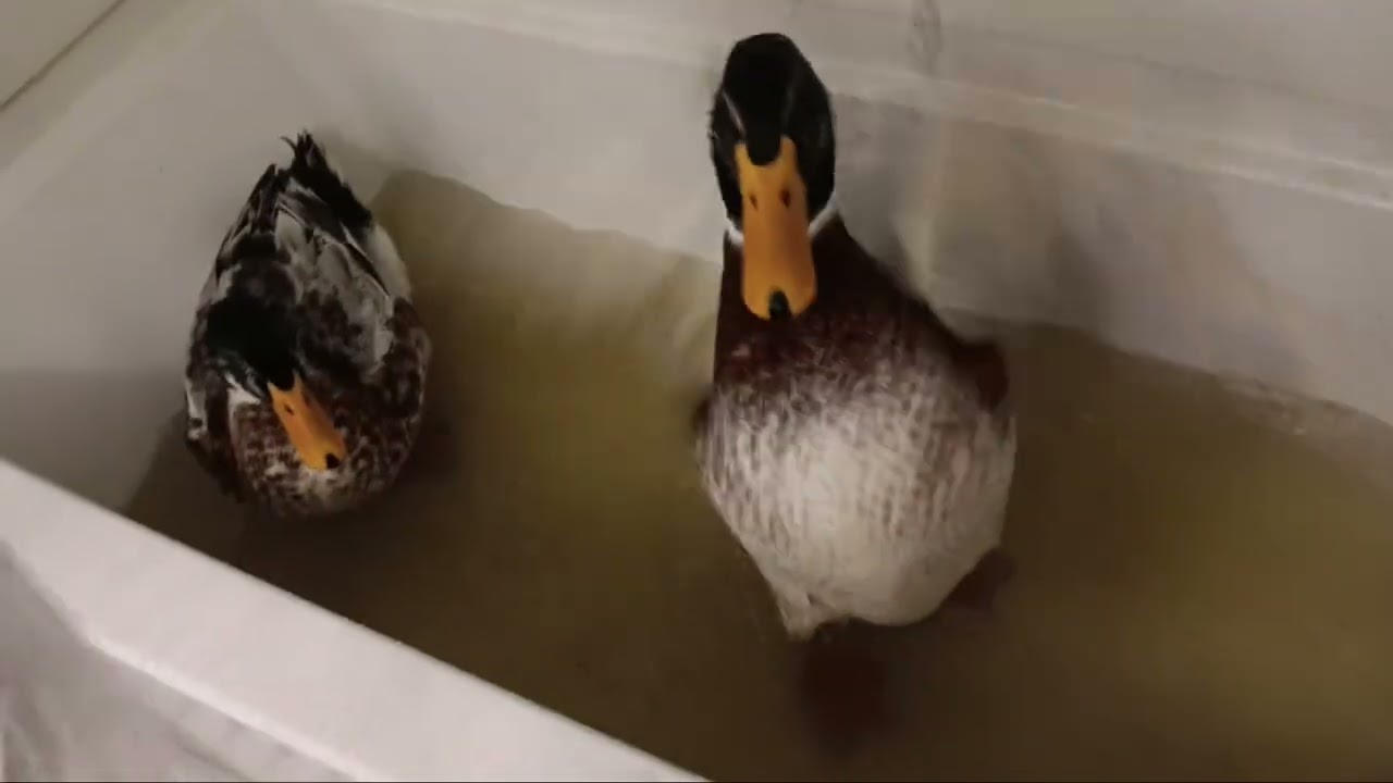 Sazzy and Dixie in the bath tub 1/24/26
