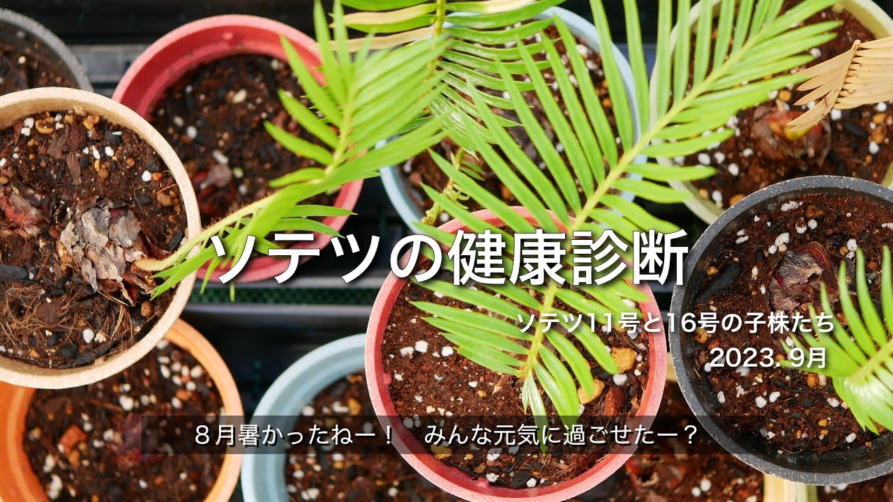 ソテツの健康診断　【11号と16号の子株たち】2023 年9月
