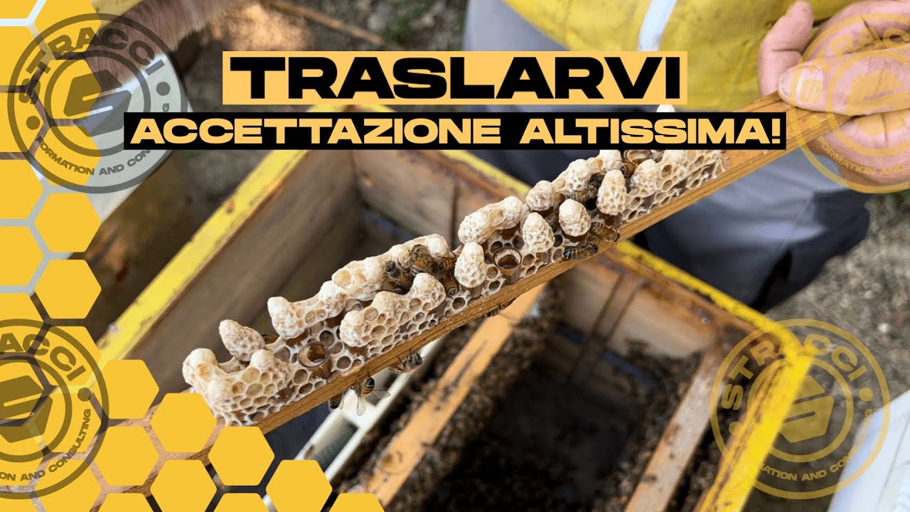 Il Nostro Metodo per un Tasso di Accettazione Altissimo dei Traslarvi