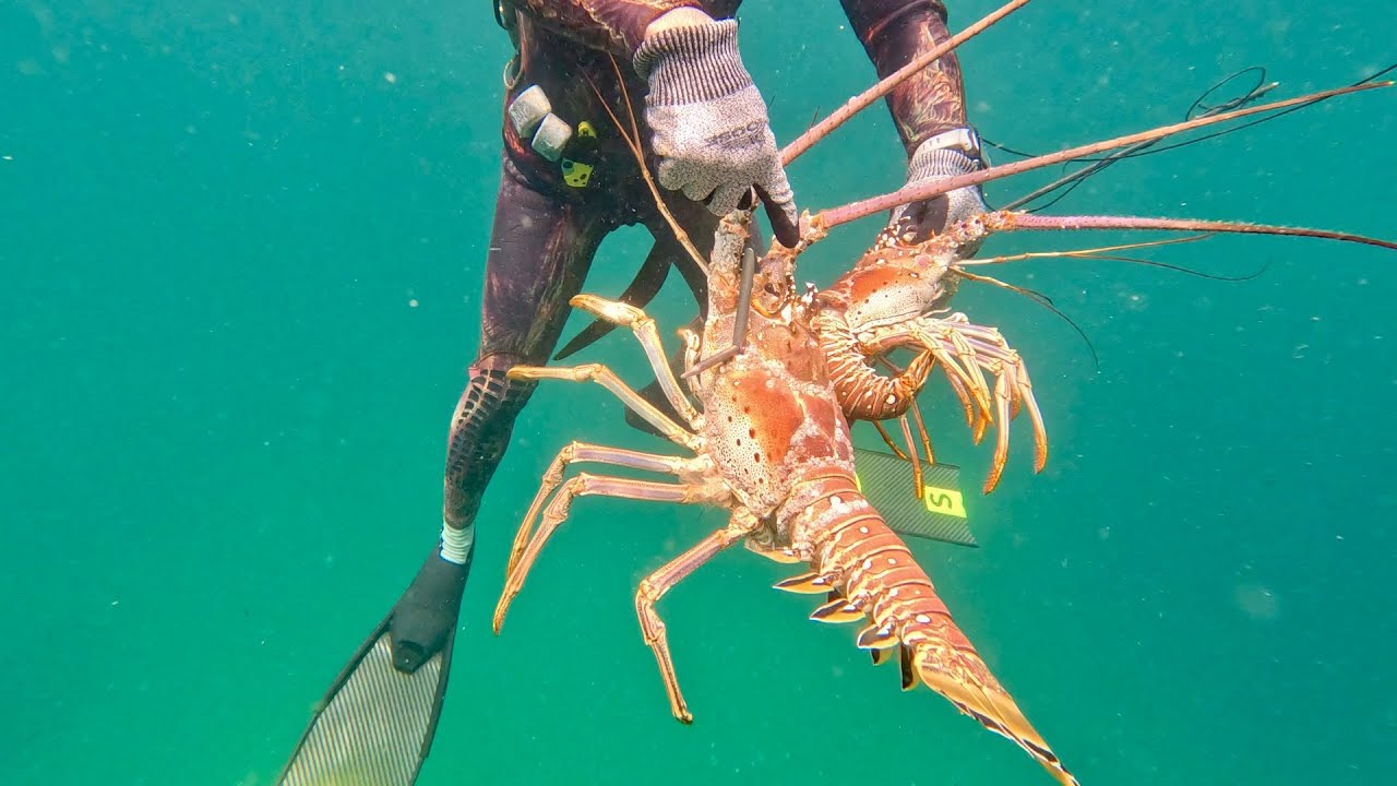 LOBSTER hunting on the Trinidad's North Coast | Spearfishing Snapper ,Barracuda & Lobster