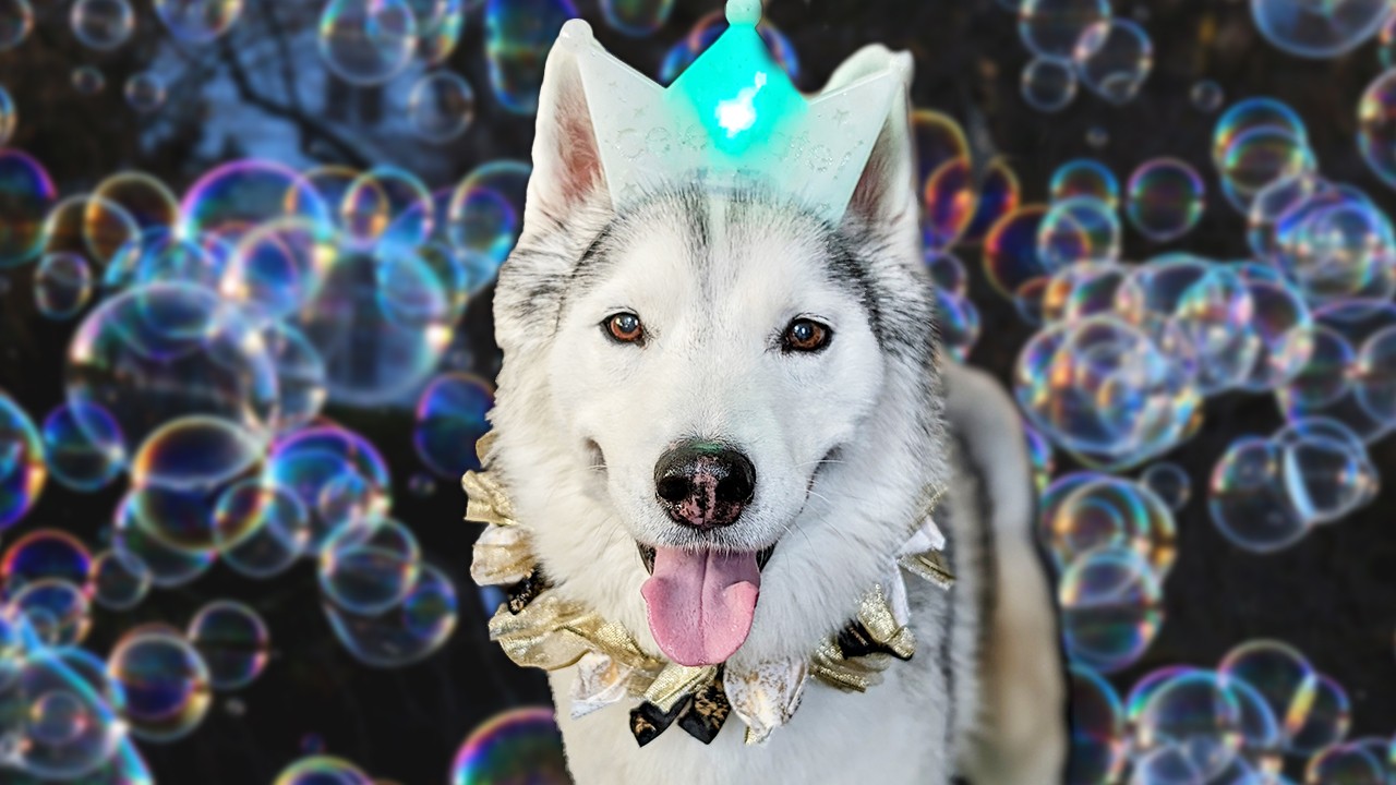 The Dogs Are Covered in BUBBLES!