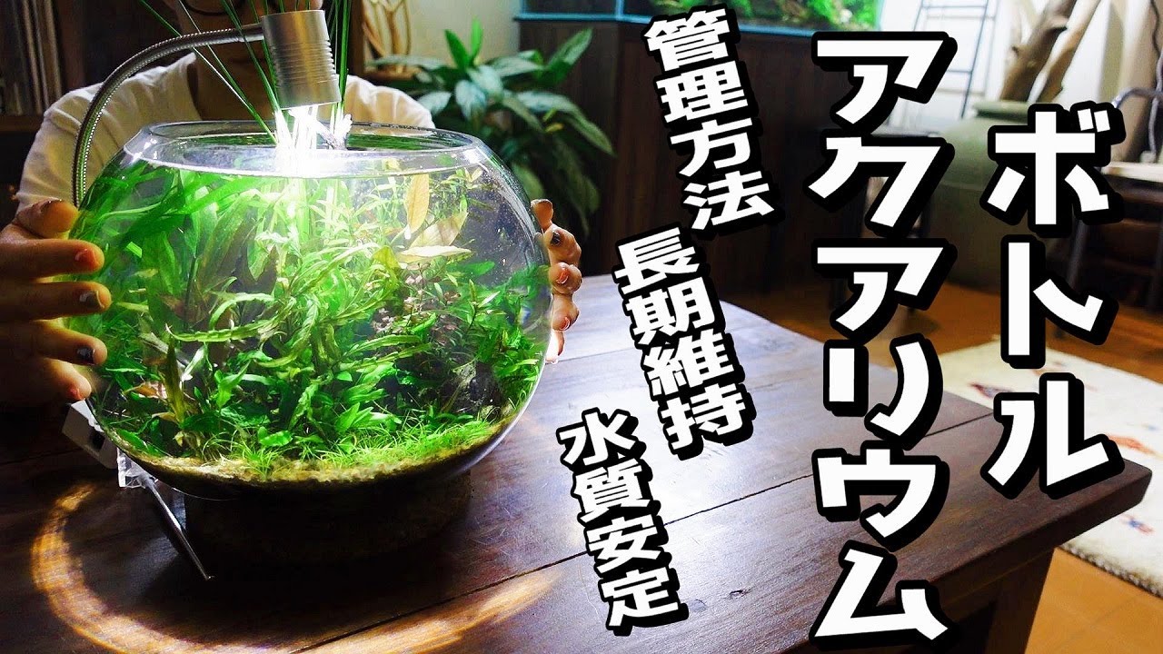【ボトルアクアリウム】メンテナンス方法と水質維持のコツ（1年9か月間も長期維持する秘訣）