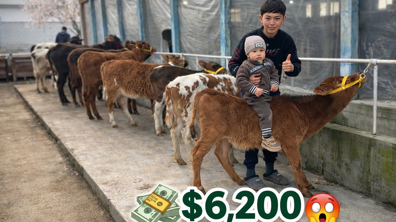 👁️MANA SIZGA USHA 14.YOSHLIK BOLA NARHLARNIG YORDI BUQALAR VA HUNAJINLARNI 2026_03_09_mart.