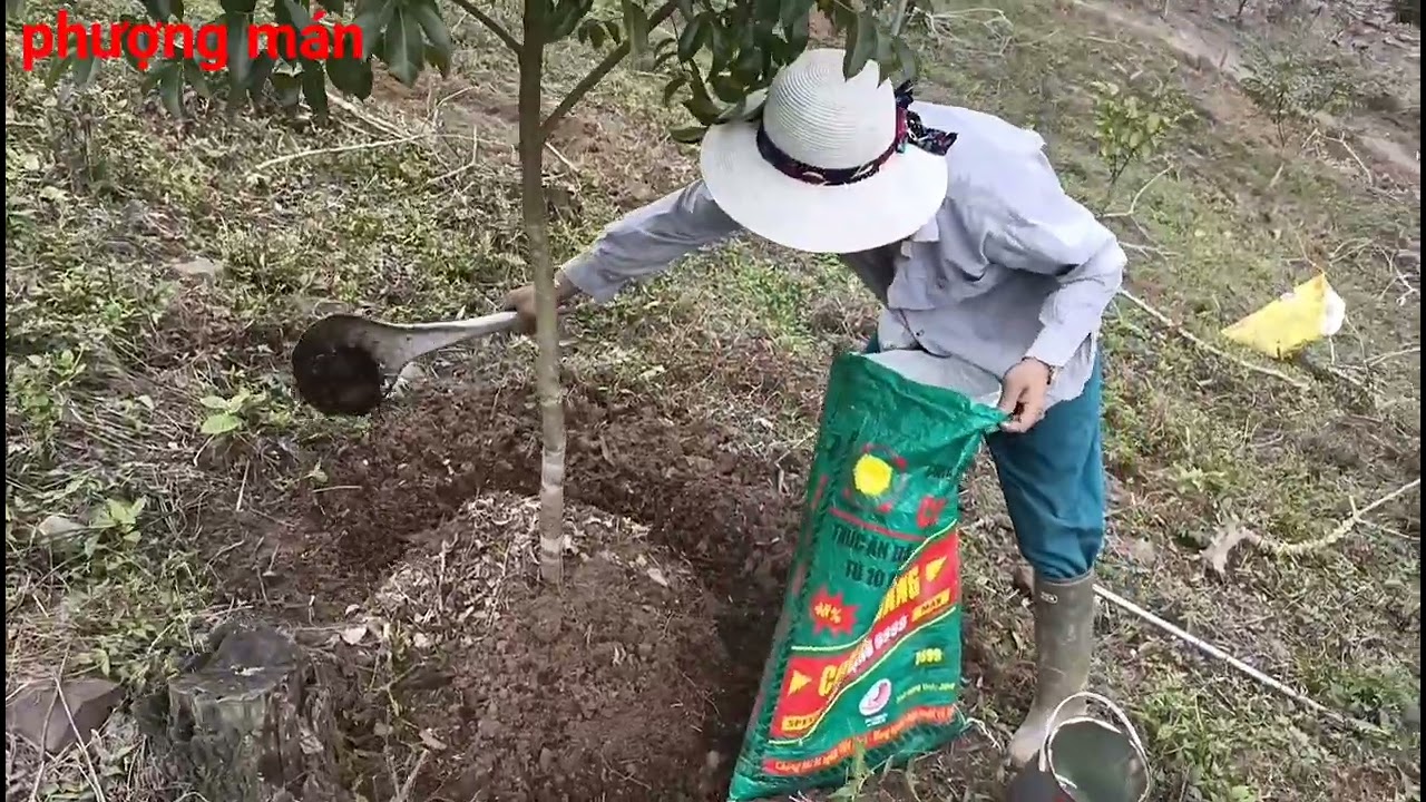 kĩ thuật trồng và chăm sóc cây trám đen #trámđen #trámtrắng #phượngmán