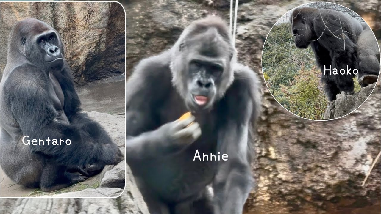 アニーちゃん💗焦らなくていいからね、ゆっくり環境に馴染んでいってね🥰Gorillas at Ueno Zoo