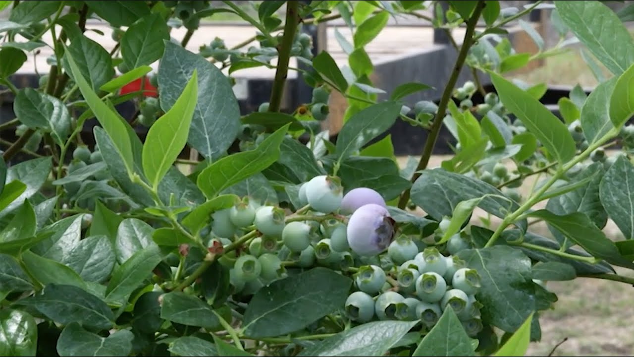 Why Georgia Leads the Nation in Blueberry Production | Inside Alma's Blueberry Farms