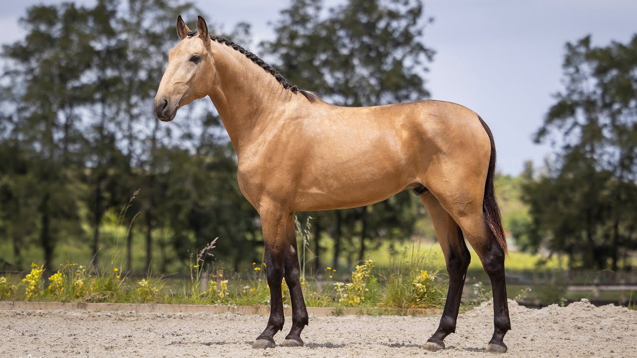 Horse for Sale |  Golden Baroque Type Lusitano Stallion  (REF#918)