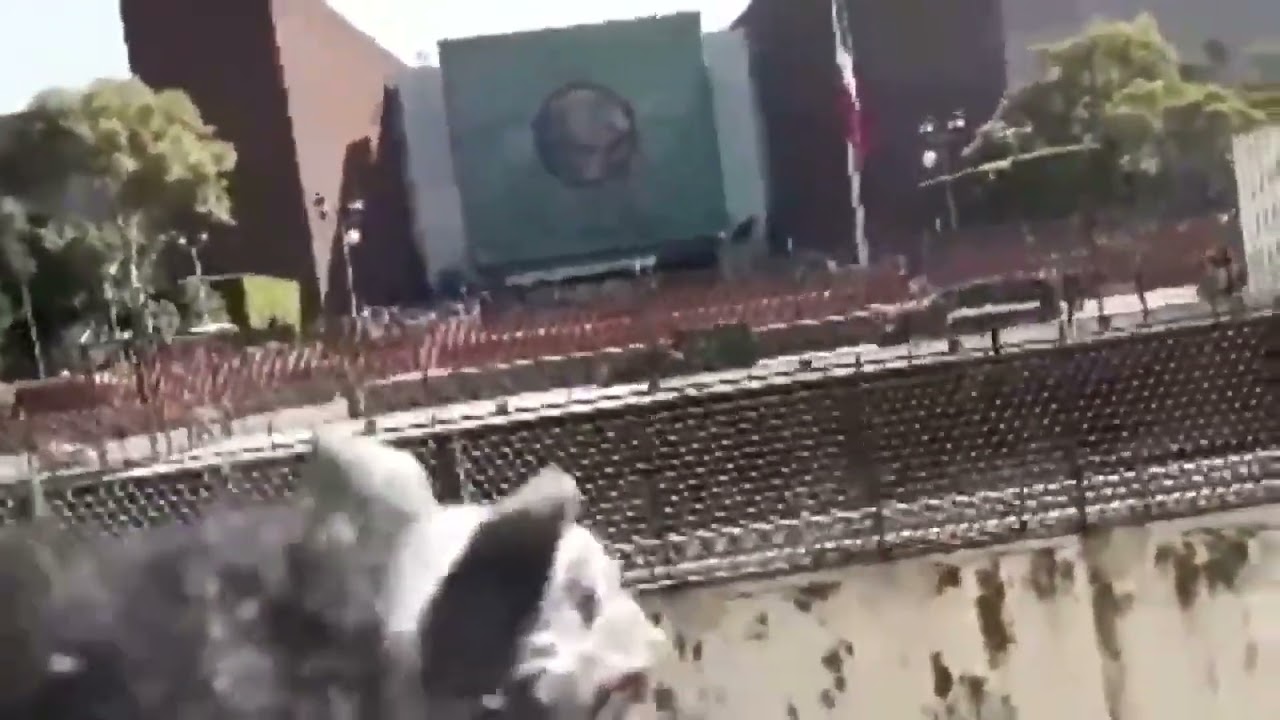 Ejército Peludito y Cerdonio Fifí (Video del recuerdo)