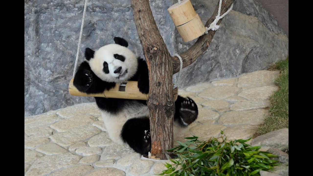 【竹筒の中には？】パンダの優浜☆おやつ探し♪【１歳２か月】　Giant panda -Yuhin-