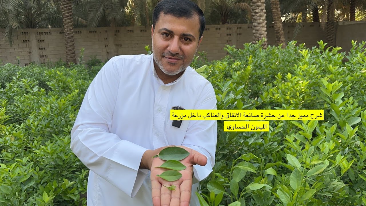 شرح مميز جدا مكافحة حشرة صانعة الانفاق والعناكب داخل مزرعة الليمون الحساوي