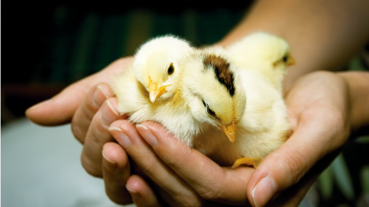 Curso Criação de Frango e Galinha Caipira - Fases da Criação
