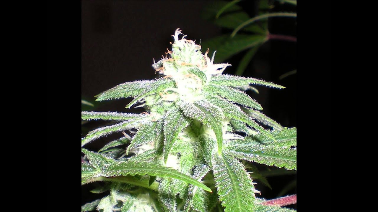 Grow#2 ep18 
