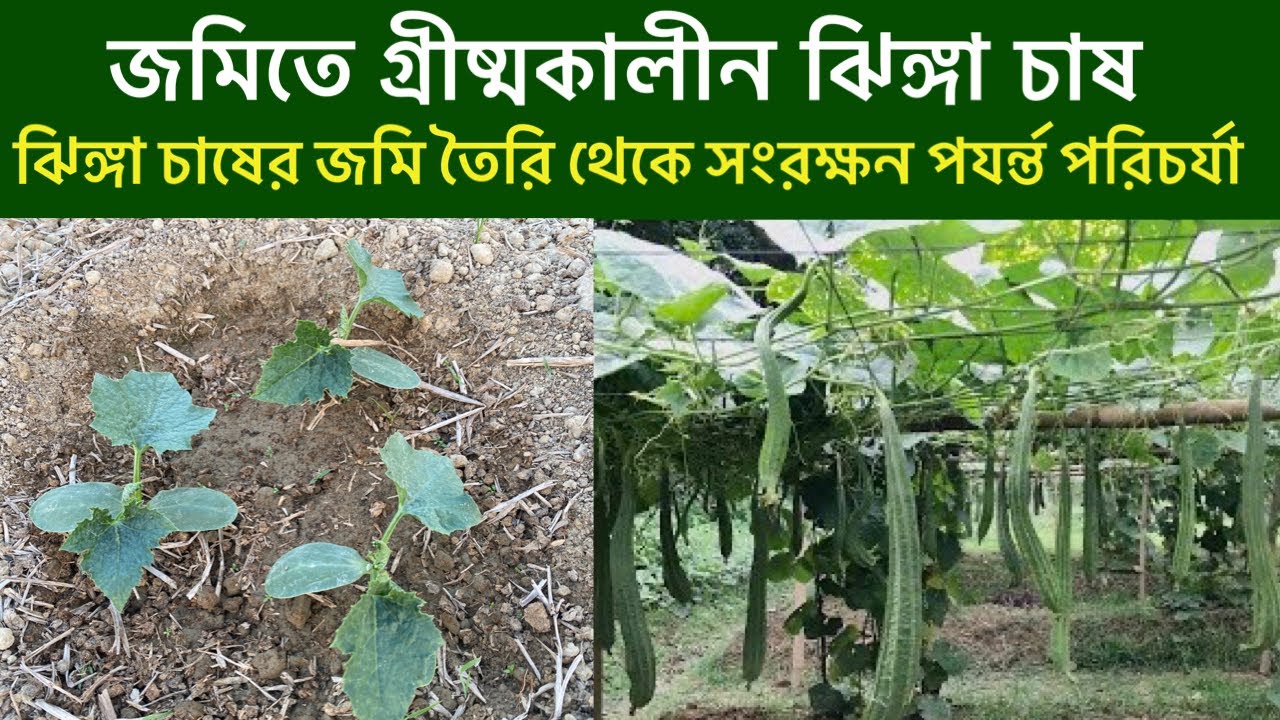 ঝিঙ্গা চাষ পদ্ধতি । ঝিঙ্গা গাছের পুরো পরিচর্যা। How to grow Ridge gourd