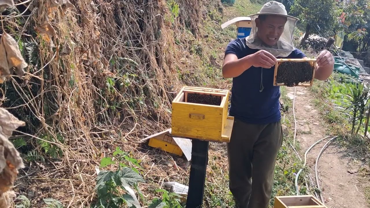 Bee box cleaning 