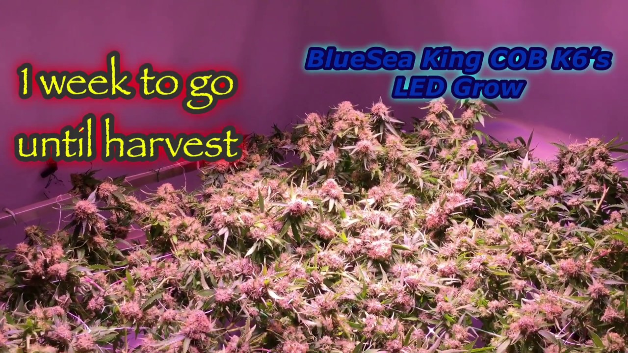 Final week before harvest. Scrog with BlueSea LEDs and Reiziger