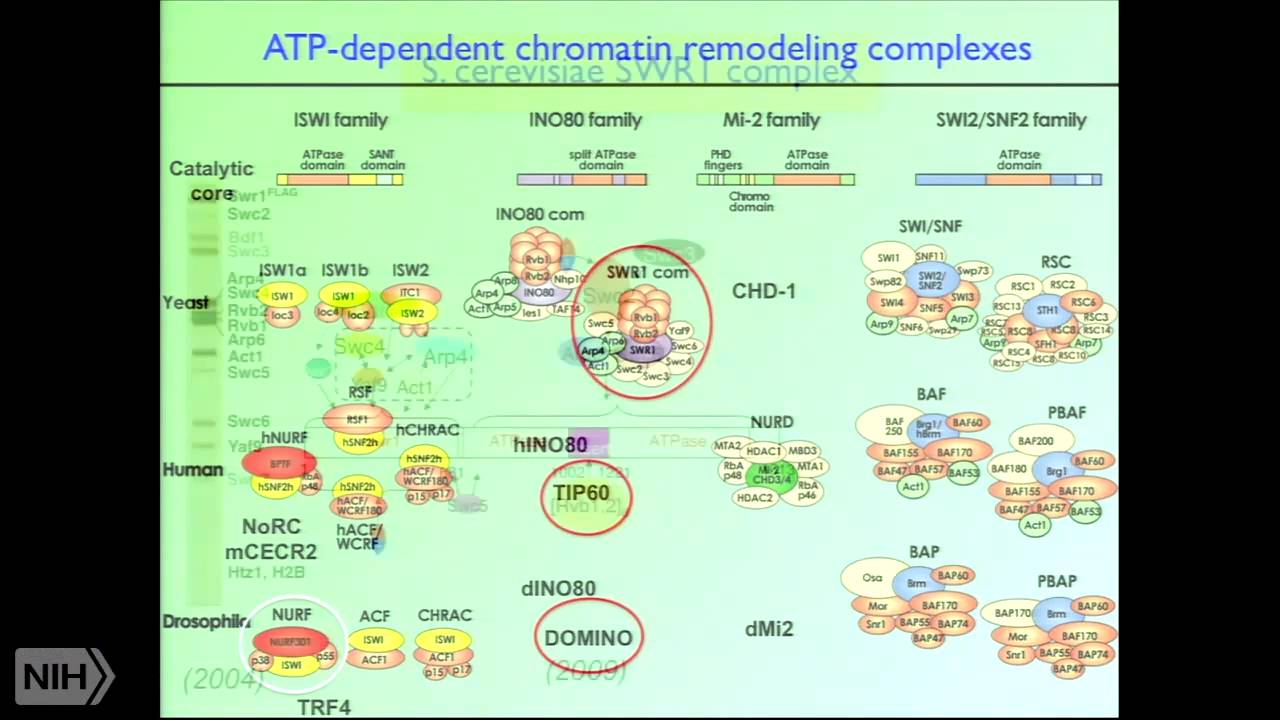 Chromatin Structure and the Control of Gene Expression