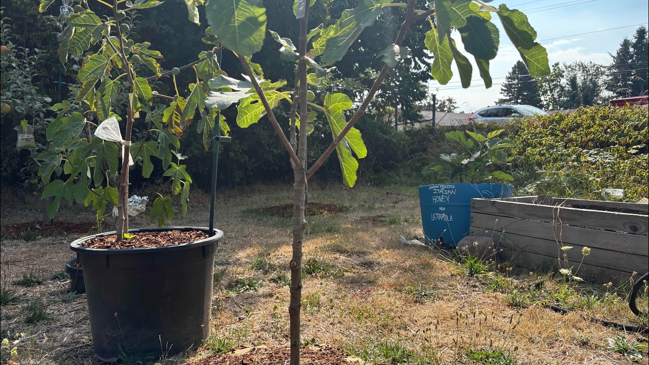 Shaping your fig tree for consistent and ample main crop production. 