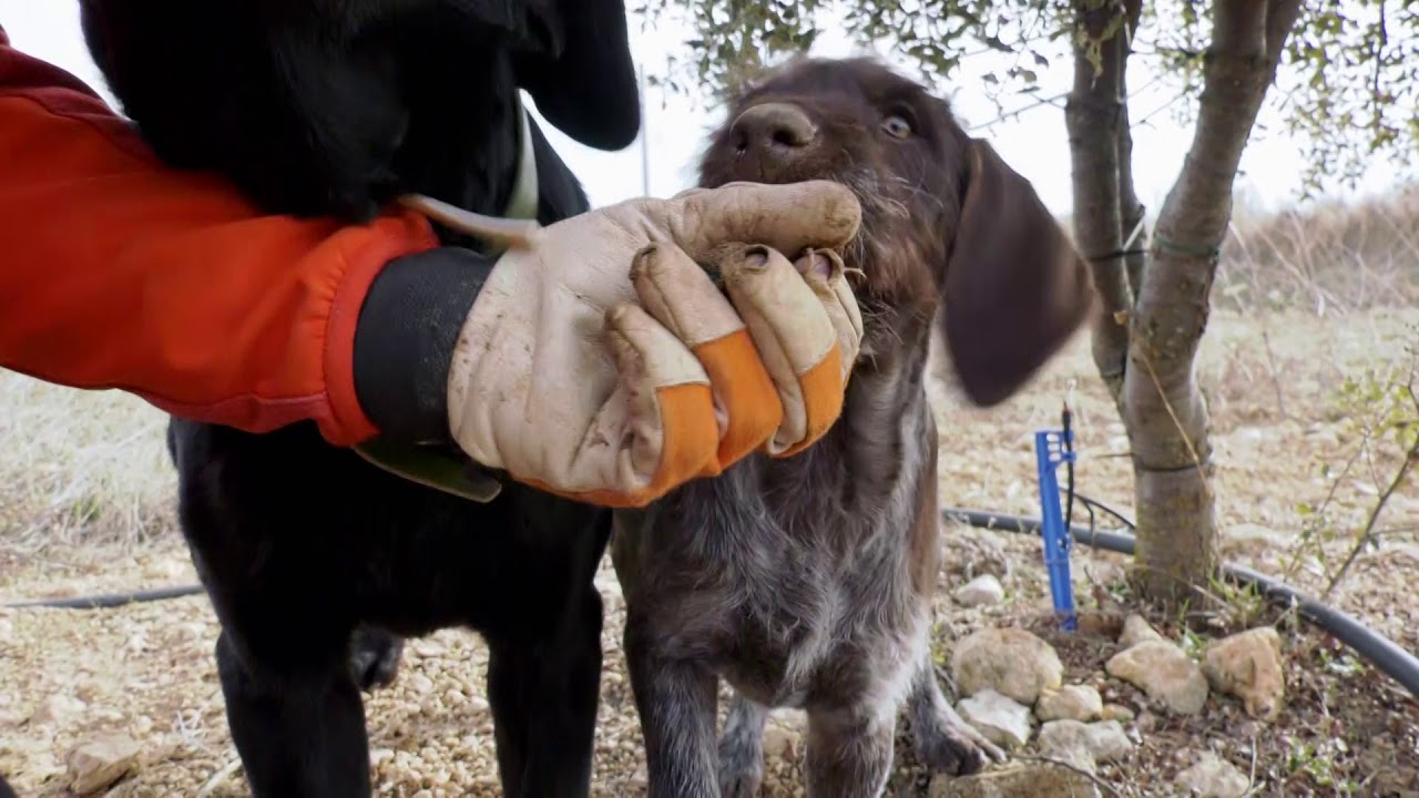 Perros truferos : Lechón | Territorio Vivo ATV 353