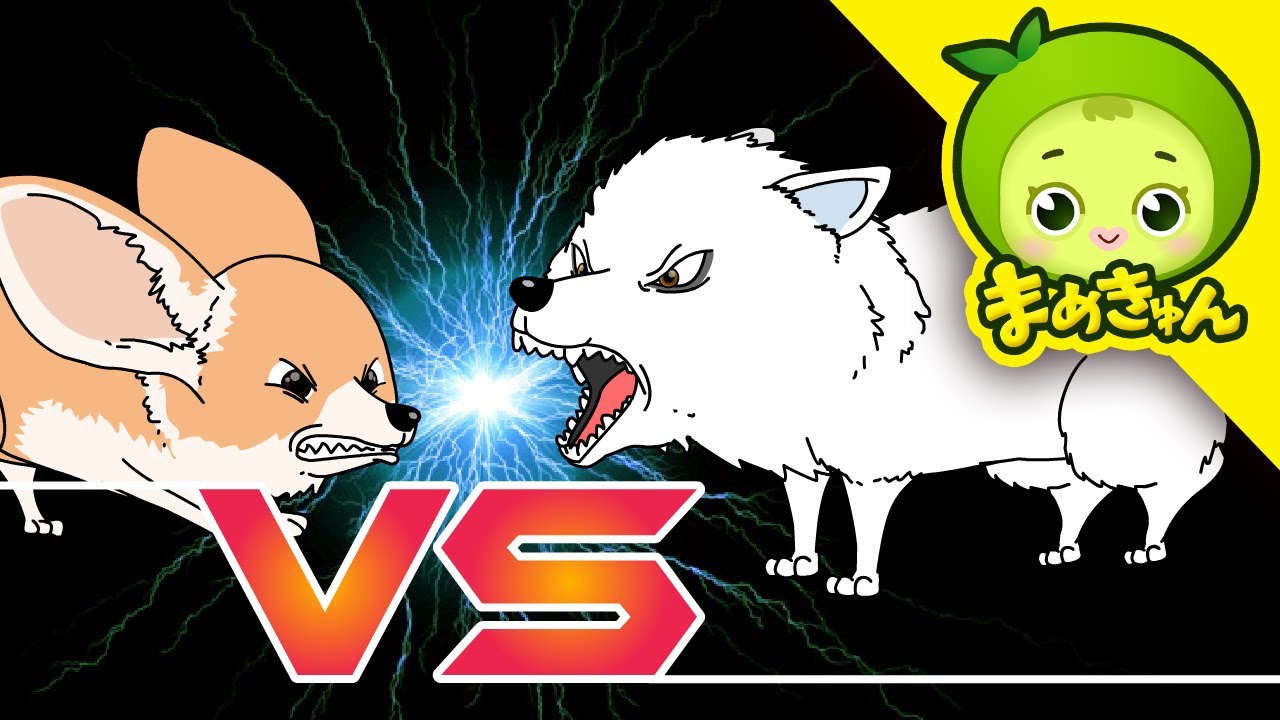 フェネック vs ホッキョクギツネ | 動物バトル | まめきゅん MAMEKYUNN