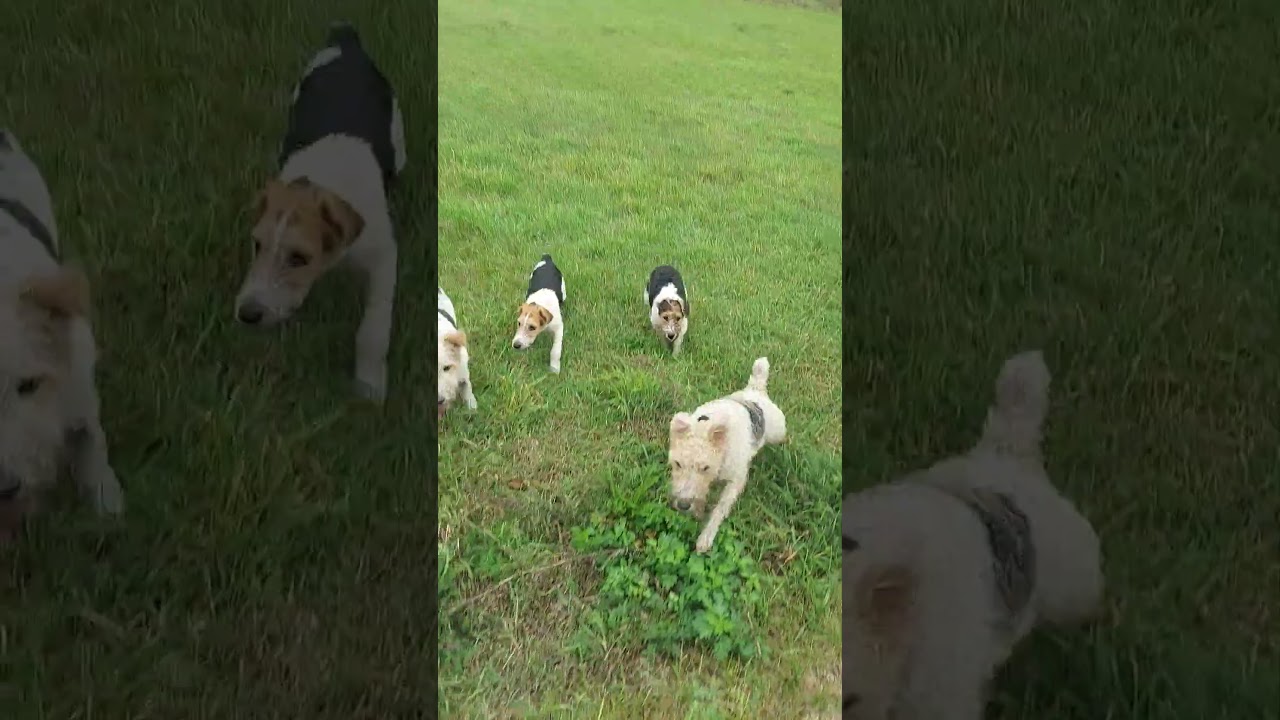 Bajka Riko Fado City warowanie i ruszanie na komendę terrier foxterrier #terrier #dogs