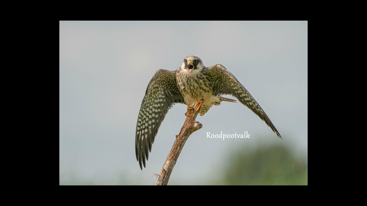 Roofvogels