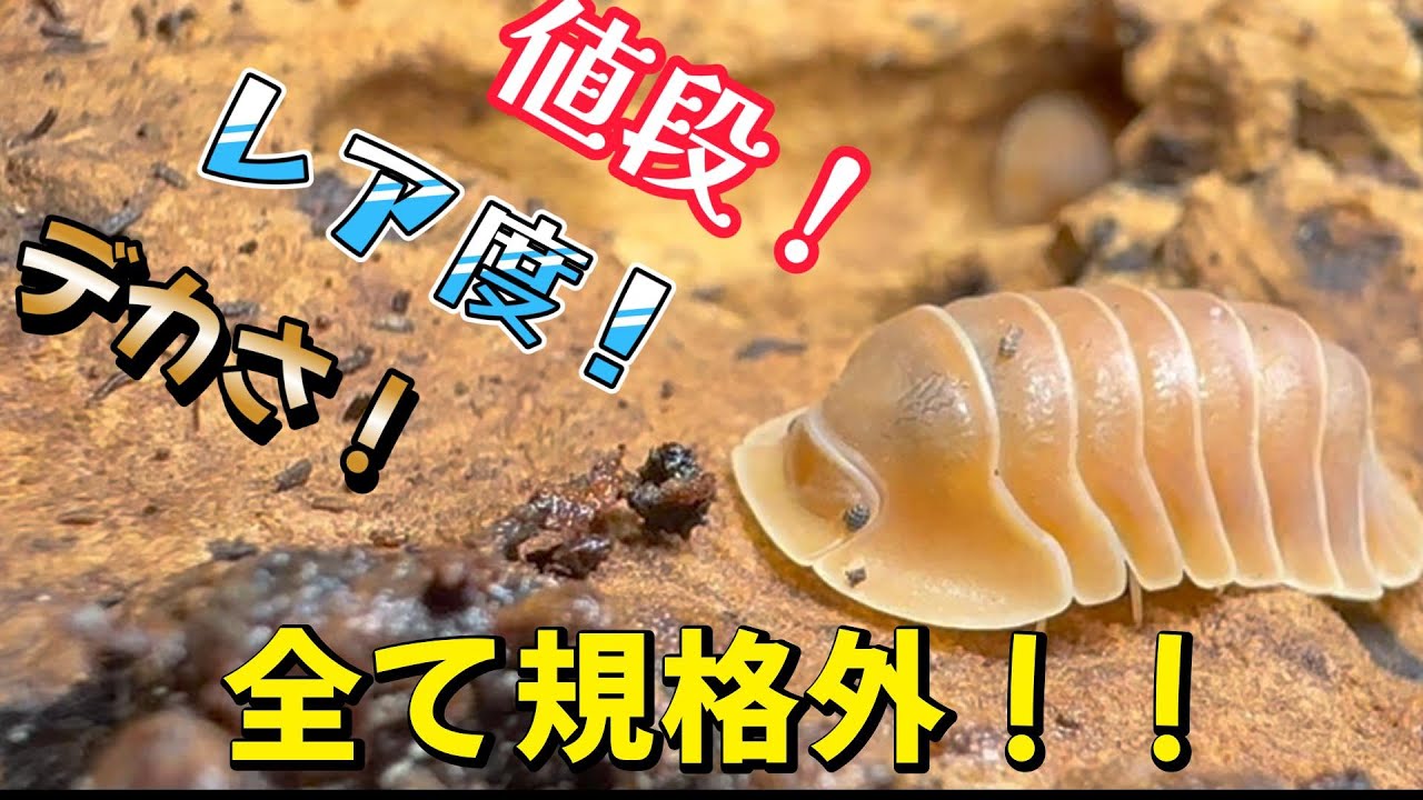 全てが規格外なダンゴムシ！グエンが繁殖してくれました！！