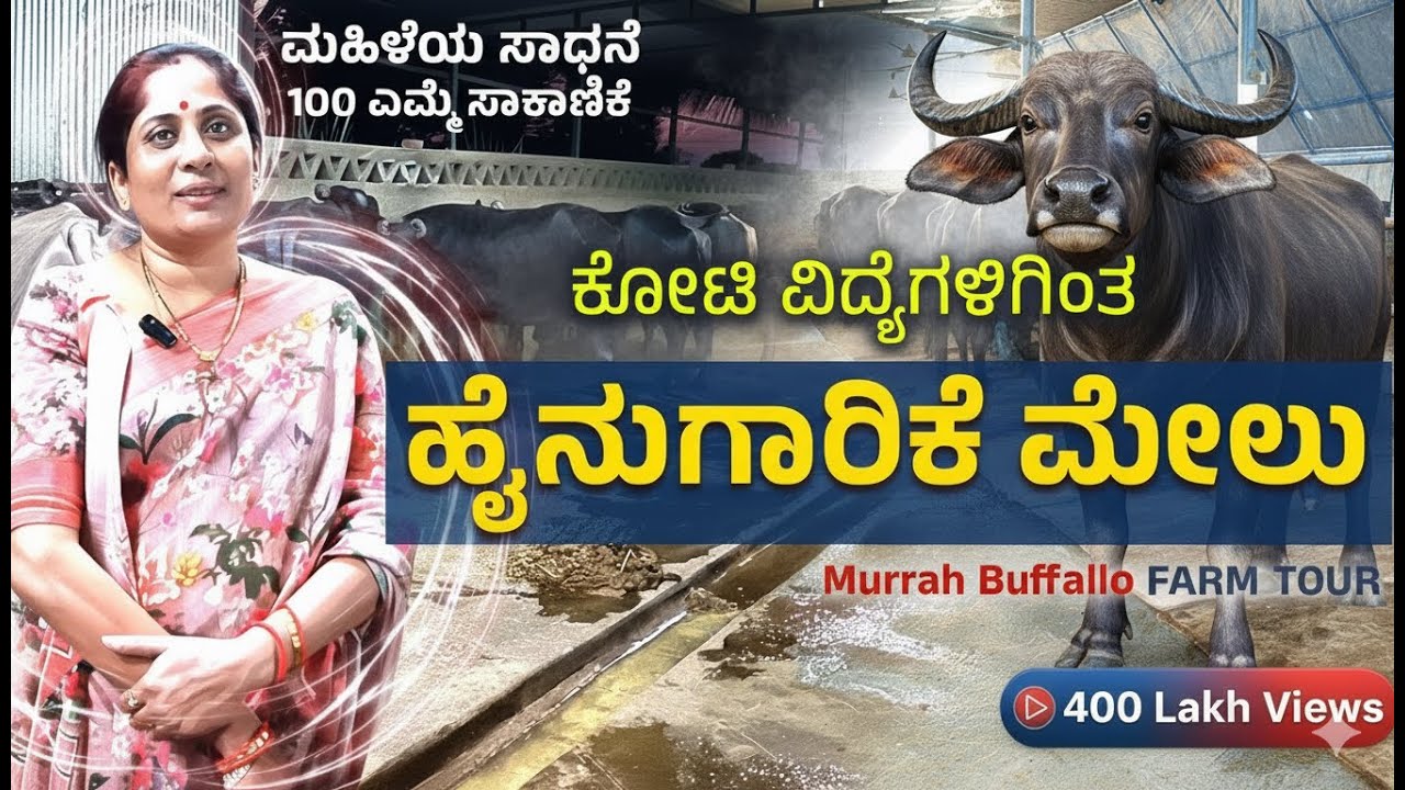 ನೂರಾರು ಎಮ್ಮೆ ಸಾಕಿ ಸಾಧನೆಯ ಹಾದಿಯಲ್ಲಿರುವ ಮಹಿಳೆ |