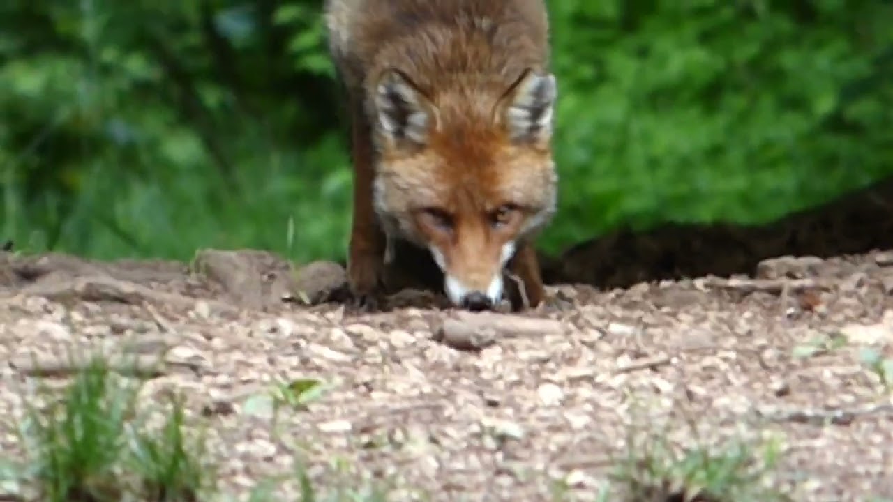 2025, 27 mai, rencontre magique avec un renard en forêt haut-marnaise (fox in the forest)