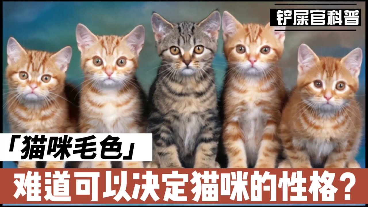 毛色决定猫咪的性格？？Does Coat Color Determine a Cat's Personality? ?