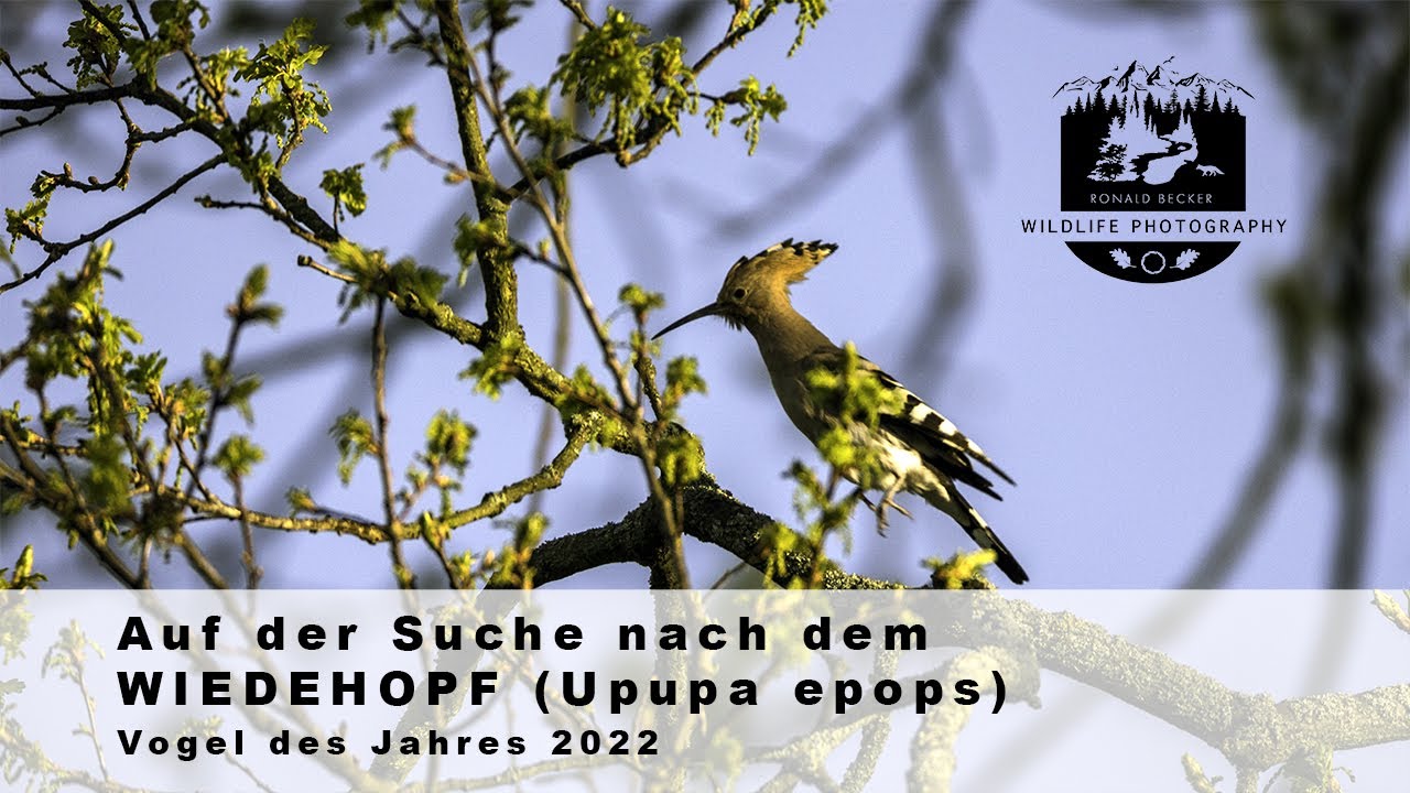 Auf der Suche nach dem Wiedehopf (Upupa epops) - Vogel des Jahres 2022