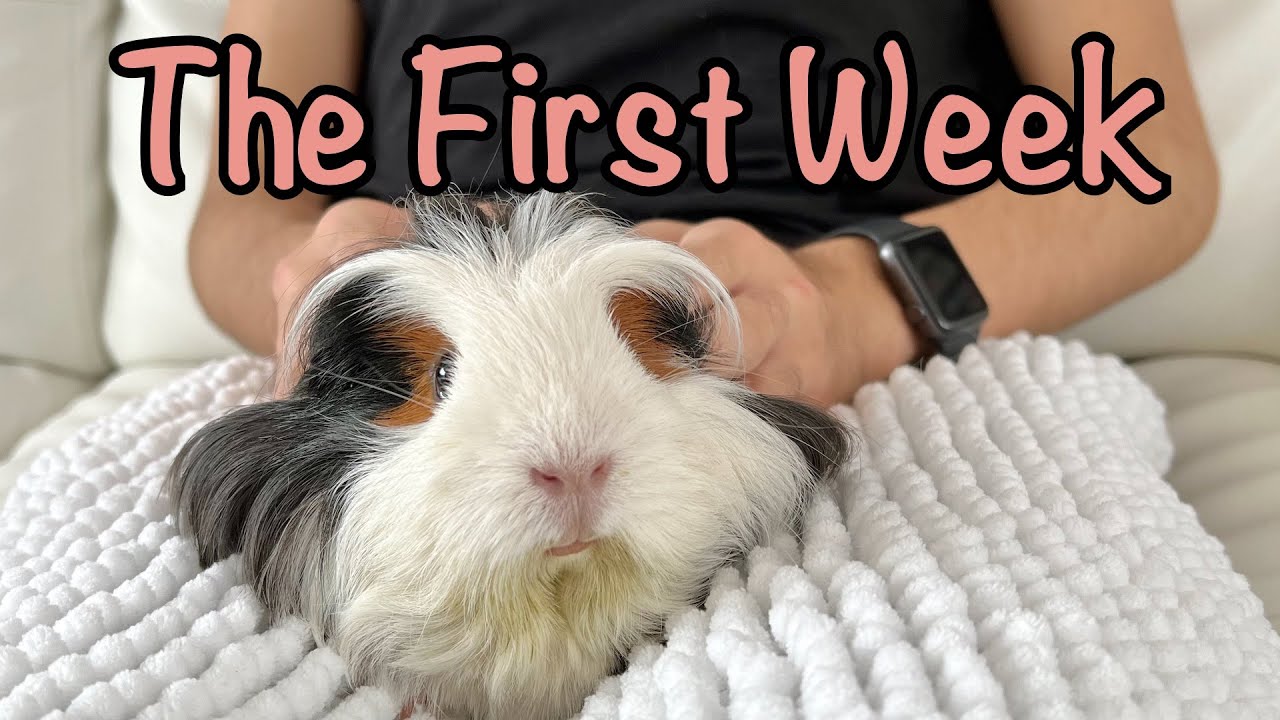 The First 24 Hours With Your Guinea Pig - Everything You Need To Know!