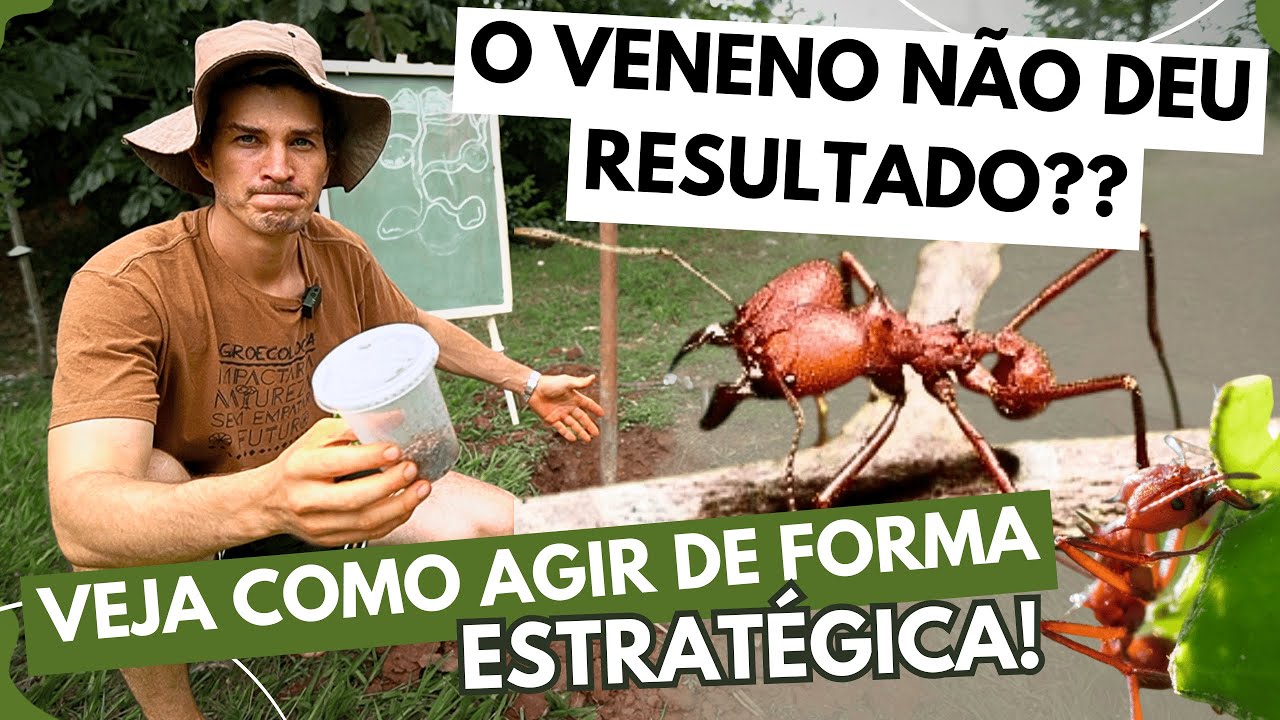 Dicas de ouro para controlar FORMIGAS CORTADEIRAS