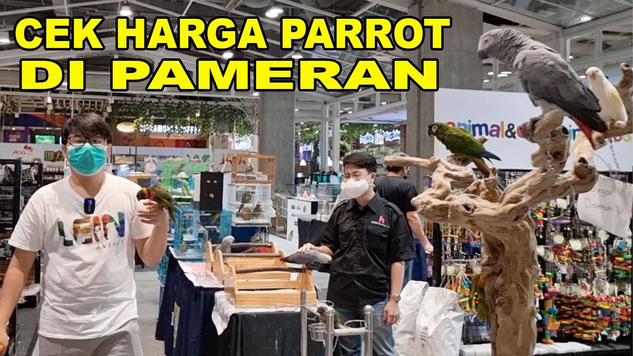 CEK HARGA PARROT DI PAMERAN