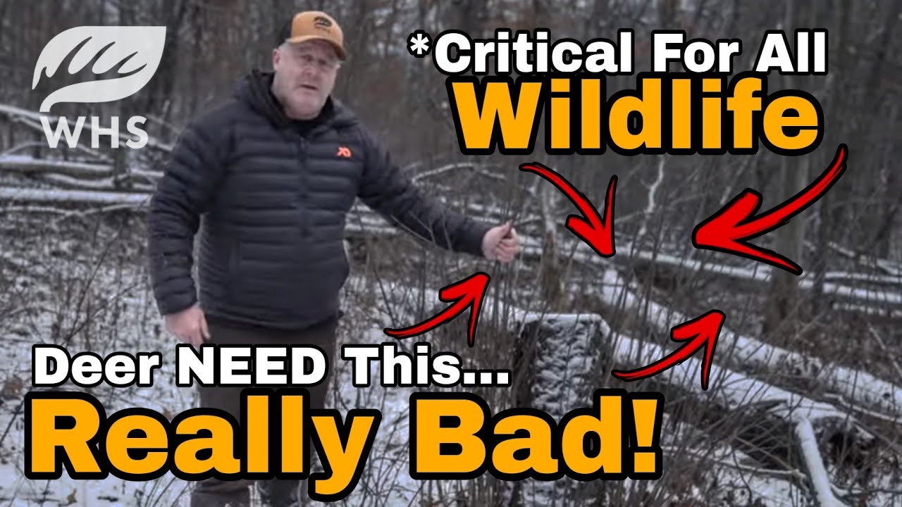 Easy Way To Spot Great Deer Habitat