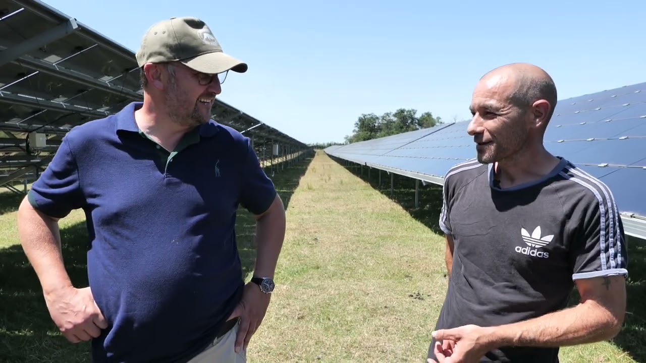 Agrivoltaïsme en élevage ovin