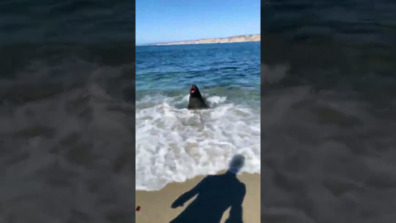 Niespodziewana Wizyta Na Plaży&hellip;😅