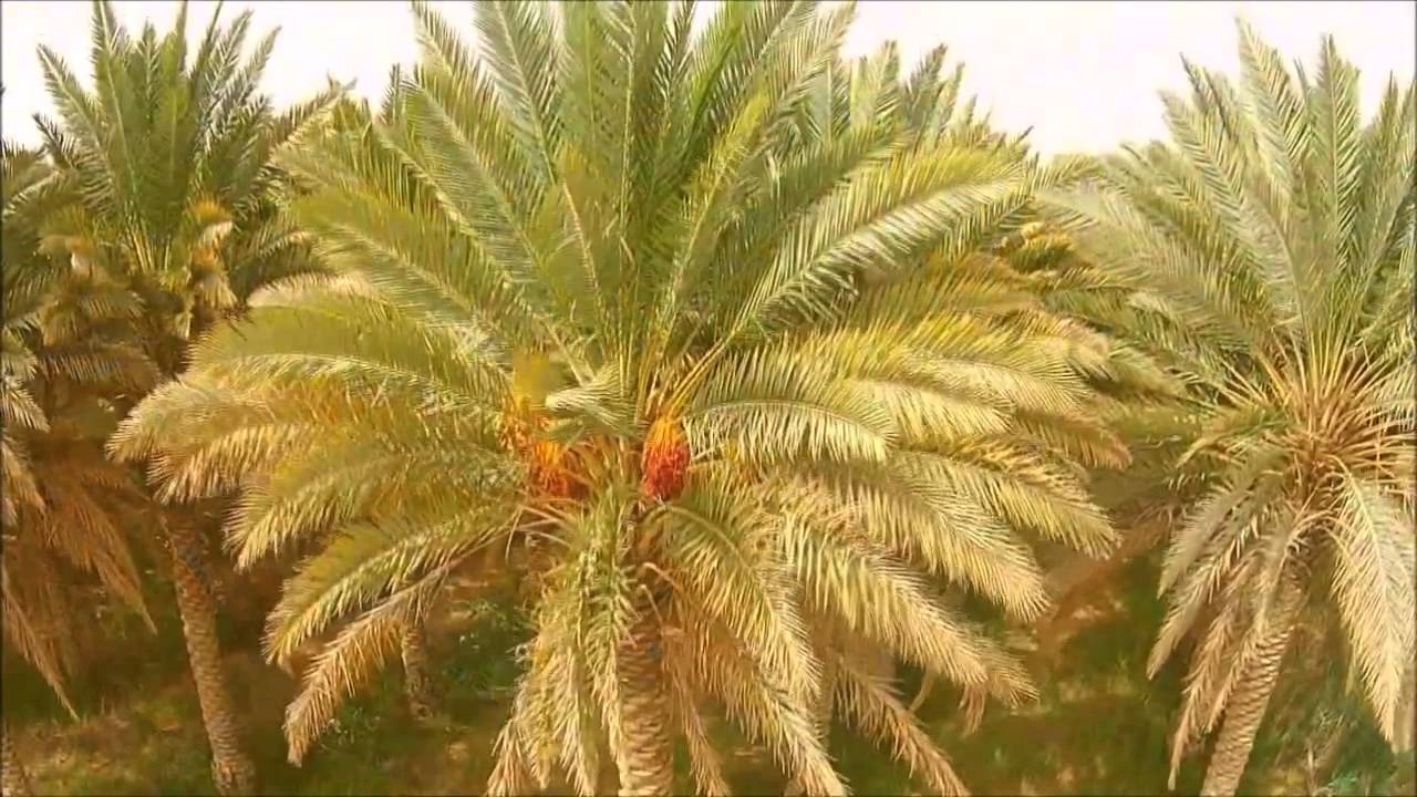 مدينة الجوف (دومة الجندل )