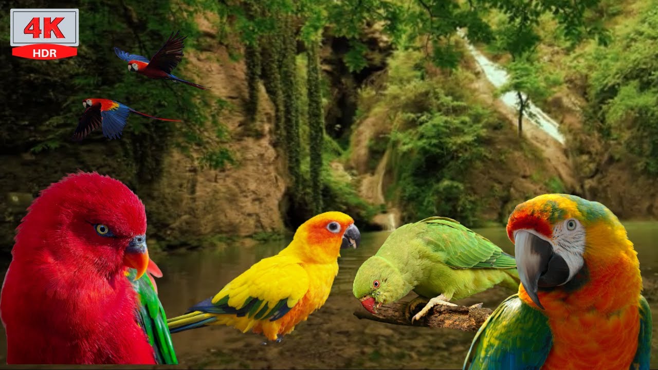 Oiseaux Exotiques -6 heures de chant relaxant- Cascade, Se d&eacute;tendre et dormir
