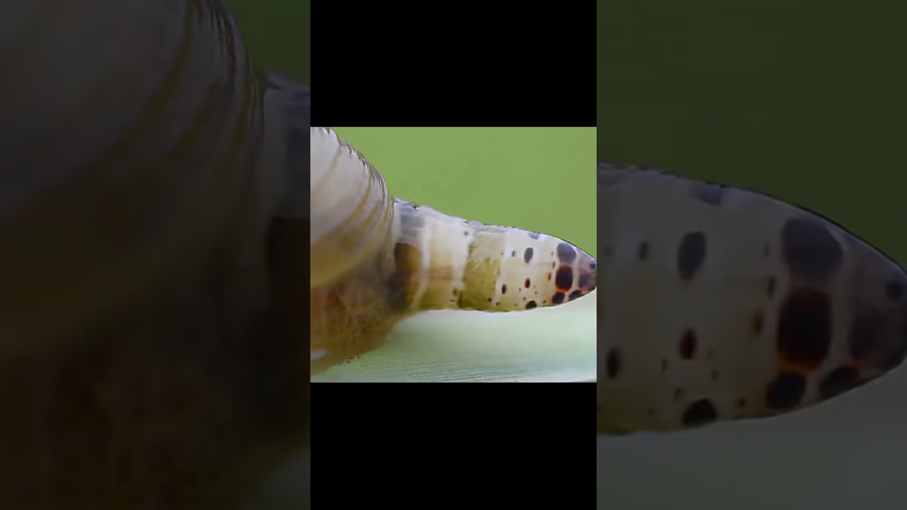 любительница экскрементов #beyond #животные #moment #документальныйфильм #insects #кино #facts