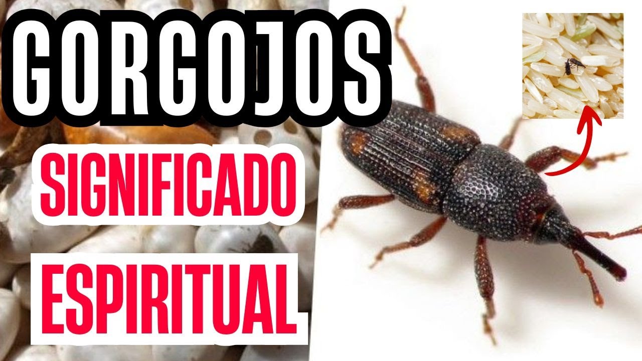 &iquest;Qu&eacute; puede significar la presencia de gorgojos en tu hogar? Significado espiritual de los gorgojos