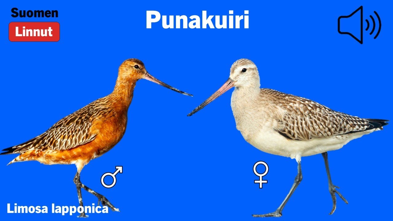 Punakuiri - Limosa lapponica - Bar-tailed Godwit - myrspov - LIMLAP