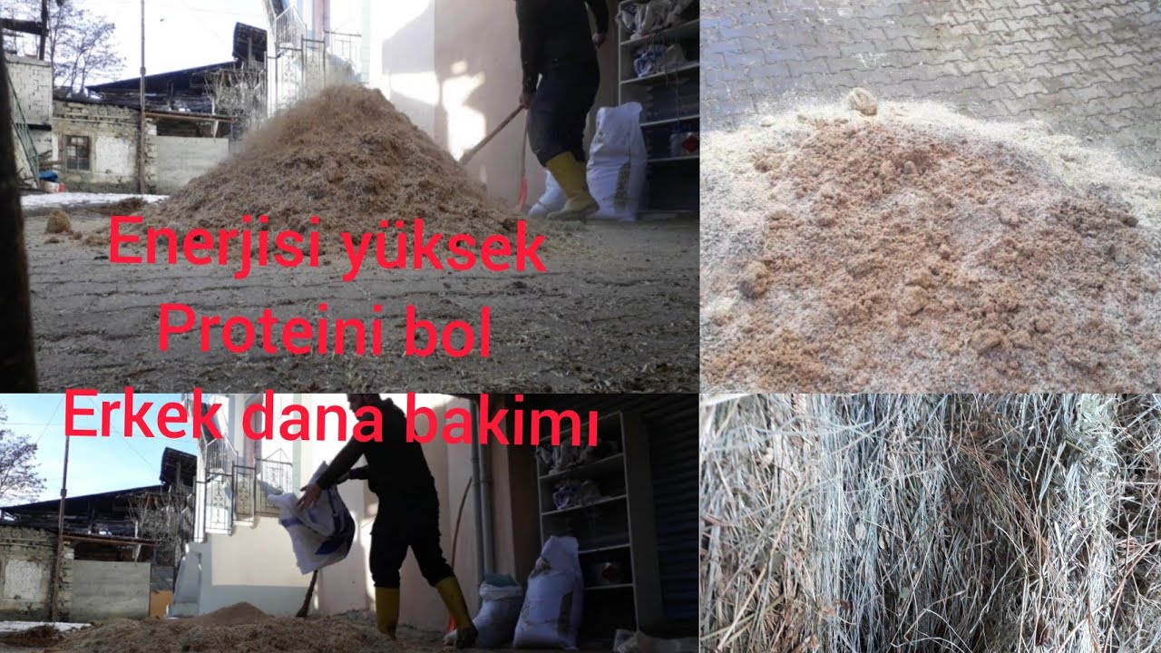 danalara enerji yemi... yok böyle bi lasyon... buzağı bakımı... #köyhayatimuhteşem #besi #dana